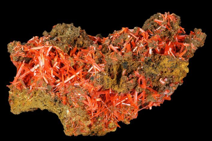 Bright Orange Crocoite Crystal Cluster - Tasmania #127952